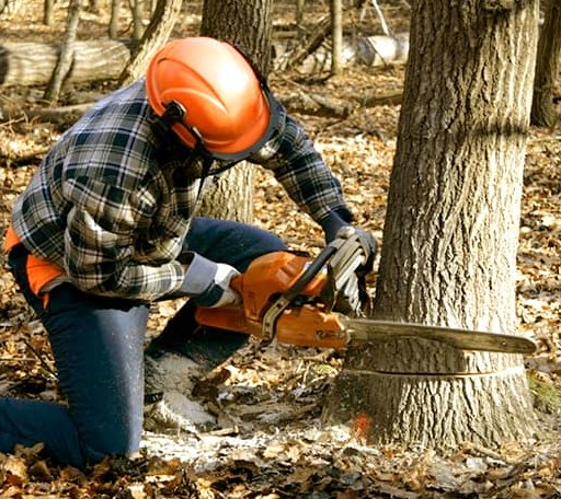 Tree Removal in Fisher, WV